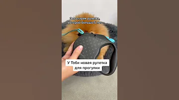Рулетка Divo для собак. Обзор покупки для шпица Тоби❤️