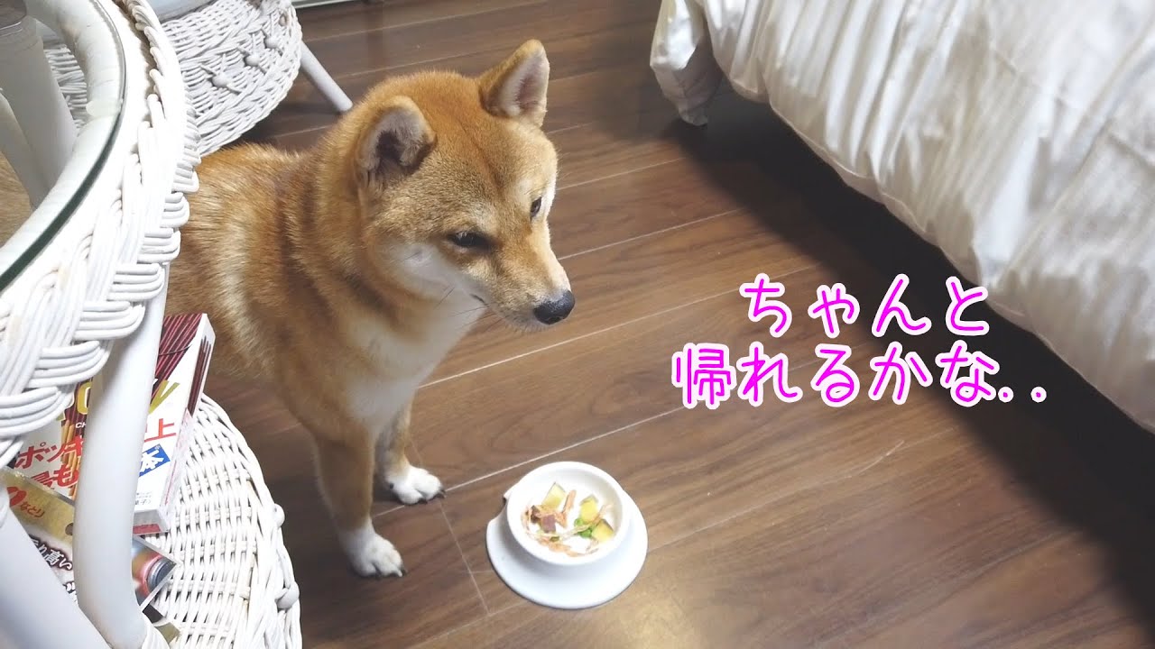 台風14号に向かっていって逃げてきた旅【ブレインズ天草】