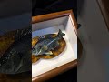 A specimen of a small sunfish#Fish specimen#Sunfish#Lu Ya#Russian Fishing 4