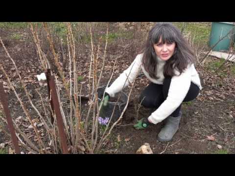 Video: Hvordan Transplanteres En Frugtbusk Korrekt Til Et Nyt Sted?