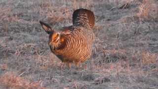 Greater Prairie Chickens on Booming Grounds in Central Wisconsin