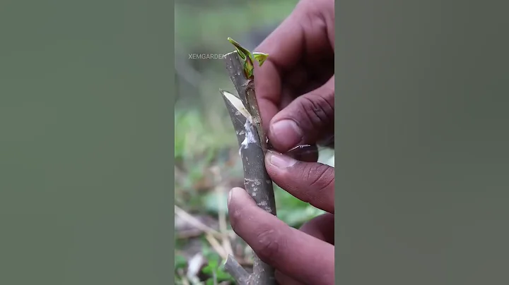 how to forming #nature #fruiting #satisfying #grafting #bonsai #graft #bushcraft #natural