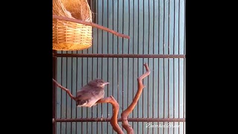 Breeding Kolibri Ninja By_Da