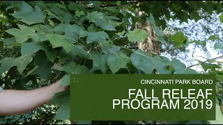 Learn About: Emerald City Tulip Tree