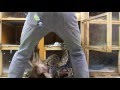 アミメニシキヘビ 給餌