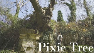 Pixie Tree by Erwin Saunders 224,967 views 5 years ago 6 minutes, 23 seconds