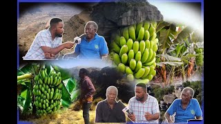 How the Krobo people migrated from Somanya to akim.Banana festival in akyeansa nub3suThe Banana Town