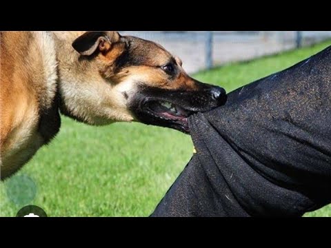 Fassarar Mafarkin Cizon Kare 