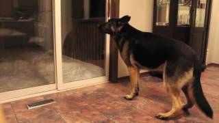 German Shepherd barking