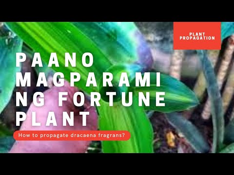 Video: Paano Magtanim Ng Dracaena