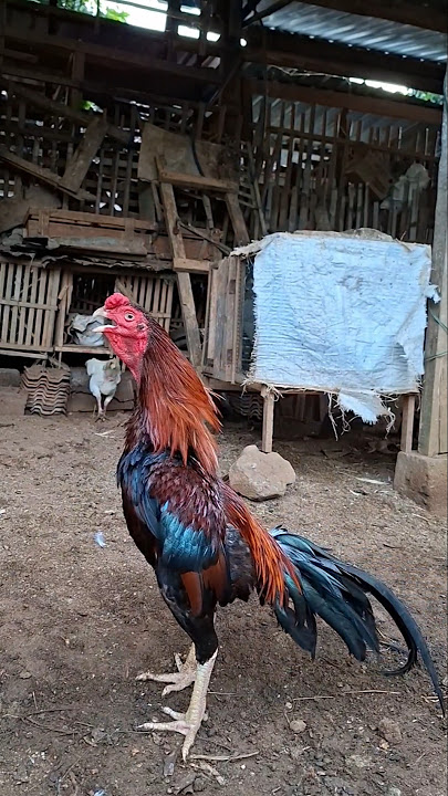 Morning alarm, Beautiful rooster voice || Pitik jago kluruk ing wayah esuk.