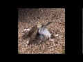 Sparrowhawk catches pigeon