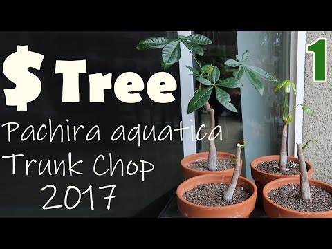 Money Tree (Pachira aquatica) | Part 1: 2017 | Trunk Chop