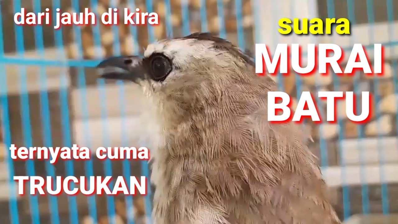 awalnya di kira burung MURAI BATU beneran setelah di dekati ternyata cuma suara burung TRUCUK GACOR