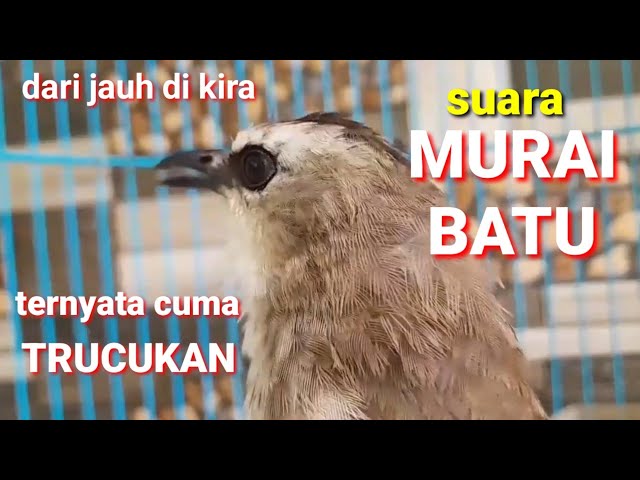 awalnya di kira burung MURAI BATU beneran setelah di dekati ternyata cuma suara burung TRUCUK GACOR class=