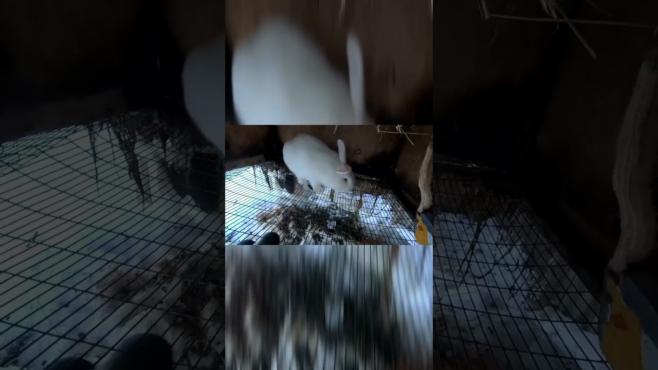 Купил Панона  Новая порода.