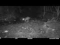 Crab-eating Raccoon captured on a camera trap foraging in Drake Bay, Costa Rica – August 10, 2019