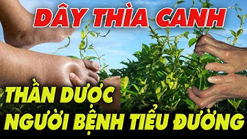 Dây thìa canh - THẦN DƯỢC cho người tiểu đường | VTC16