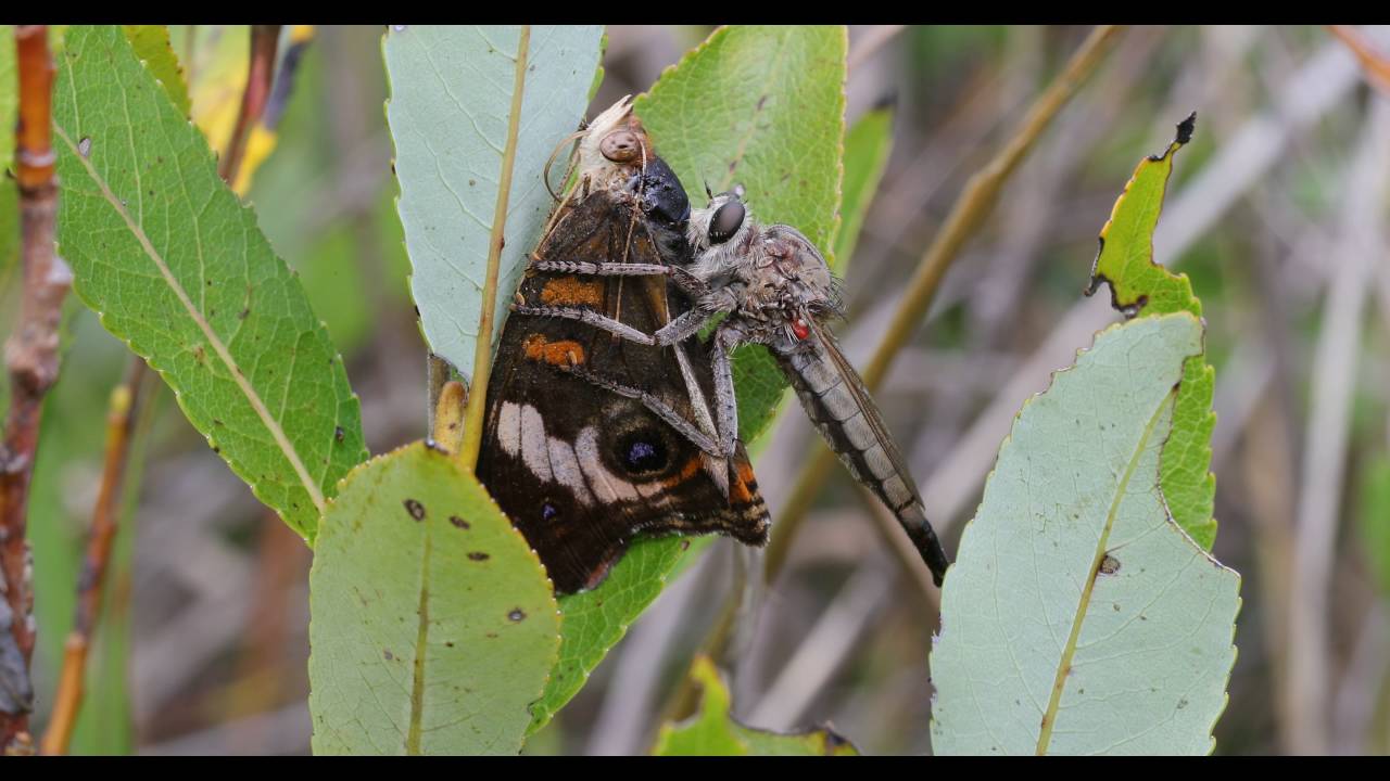 Proctacanthus milbertii with Common buckeye in 4k