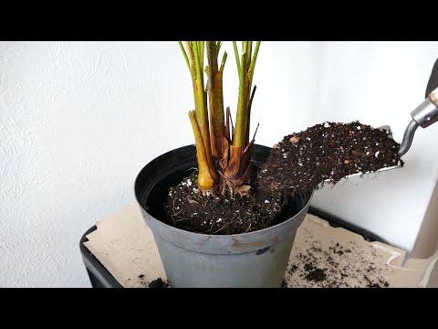Video: Chrysalidocarpus: assistenza domiciliare, foto