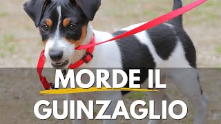 Il tuo cane morde il guinzaglio? 4 cose da fare.