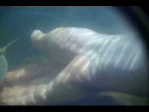 Under water video of Noodling a flat head catfish. 