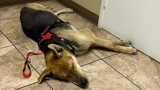 A bit more info on the GSD mix by Sun Village Animal Rescue 1,165 views 1 year ago 4 minutes, 30 seconds