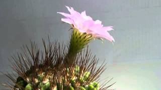 Acanthocalycium violaceum