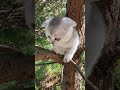 Kitty cuteness explosion the ultimate adorable kitten compilation shorts