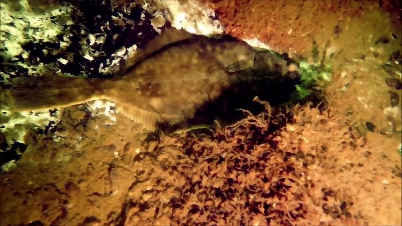 Zondagochtendduikje Slag Baardmannetje, Oostvoornse meer, 29 januari 2023