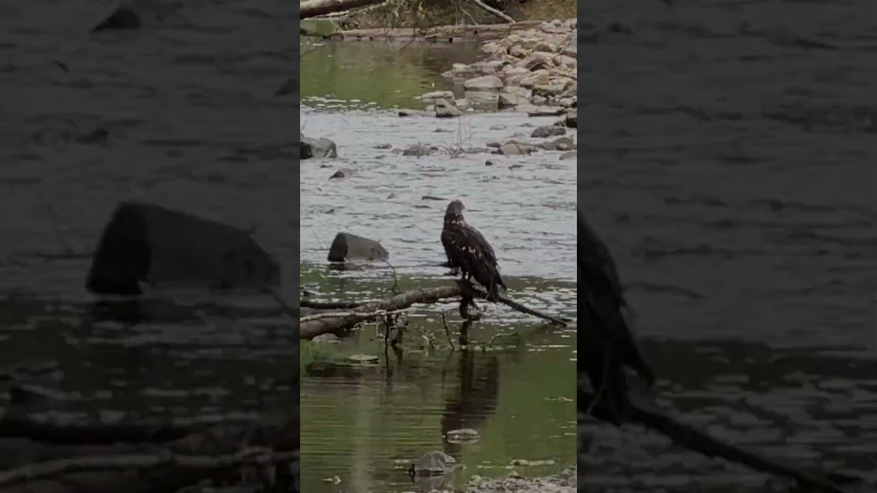 Juvenile Eagle Bathing in Sitka AK Alaska Wildlife Encounter: Juvenile Bald Eagle in the Creek