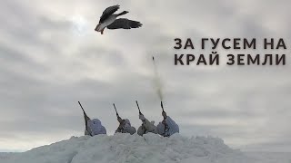 Весенняя охота на гуся 2025 за Полярным Кругом. Самый дальний выезд в погоне за перелетной птицей.