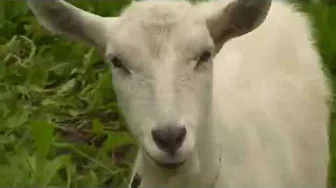 Виктор Королев   Поспели вишни в саду у дяди Вани