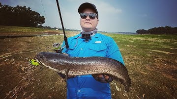 Câu Cá Lóc Hồ Tự Nhiên chọn cần câu lure CHUẨN NHẤT Major Craft Black Porgy