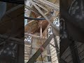 BOURDON De La Basilique Du Sacré Cœur De Nancy Meurthe Et Moselle 54 Cloche Bell Glocken 