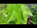 Growing Arrowhead plant aka Sagittaria subulata 茨菰 during Chinese New Year 2020