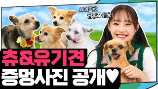 (ENG) 대장! 드뎌 강쥐 나라에 온 거야? 대장 강쥐 츄와 유기 강쥐들의 따땃한 하루 🐶 (feat. 가족 찾기) | 지켜츄 EP36