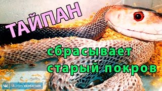 Змея сбрасывает кожу