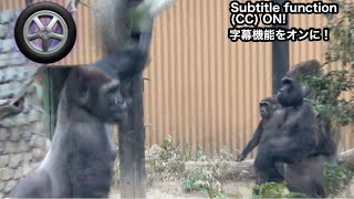 A tire thrown by son gorilla hits Silverback. Then,,,,,Momotaro family