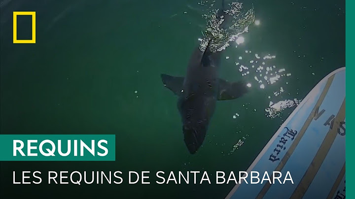 Les requins représentent-ils un danger pour les baigneurs de Santa Barbara ?