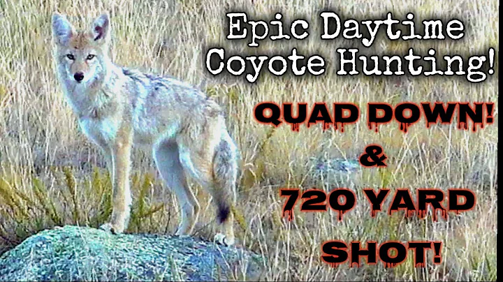 Coyote Hunting (Four Down On One Stand + 720 Yard Dirt Nap) ~ 6.5 Creedmoor AR-10 ~