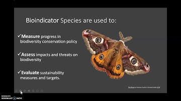 Bioindicator Species - Birds