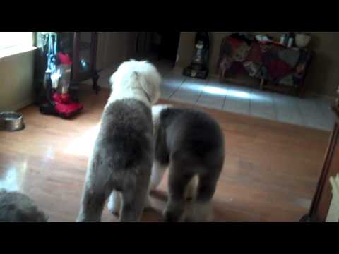 Home Again Chip saves Texas Old English Sheepdog