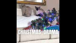 CHRISTMAS MEODRAMA 2023 with Siamese cat Oliver #meodrama #drama #christmas #funnycats #siamese
