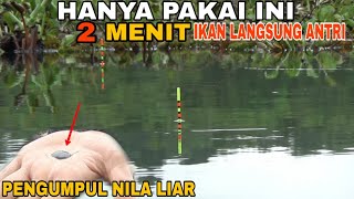 HANYA 2 MENIT IKAN LANGSUNG ANTRI !!  CAMPURAN LUMUT UNTUK MANCING NILA