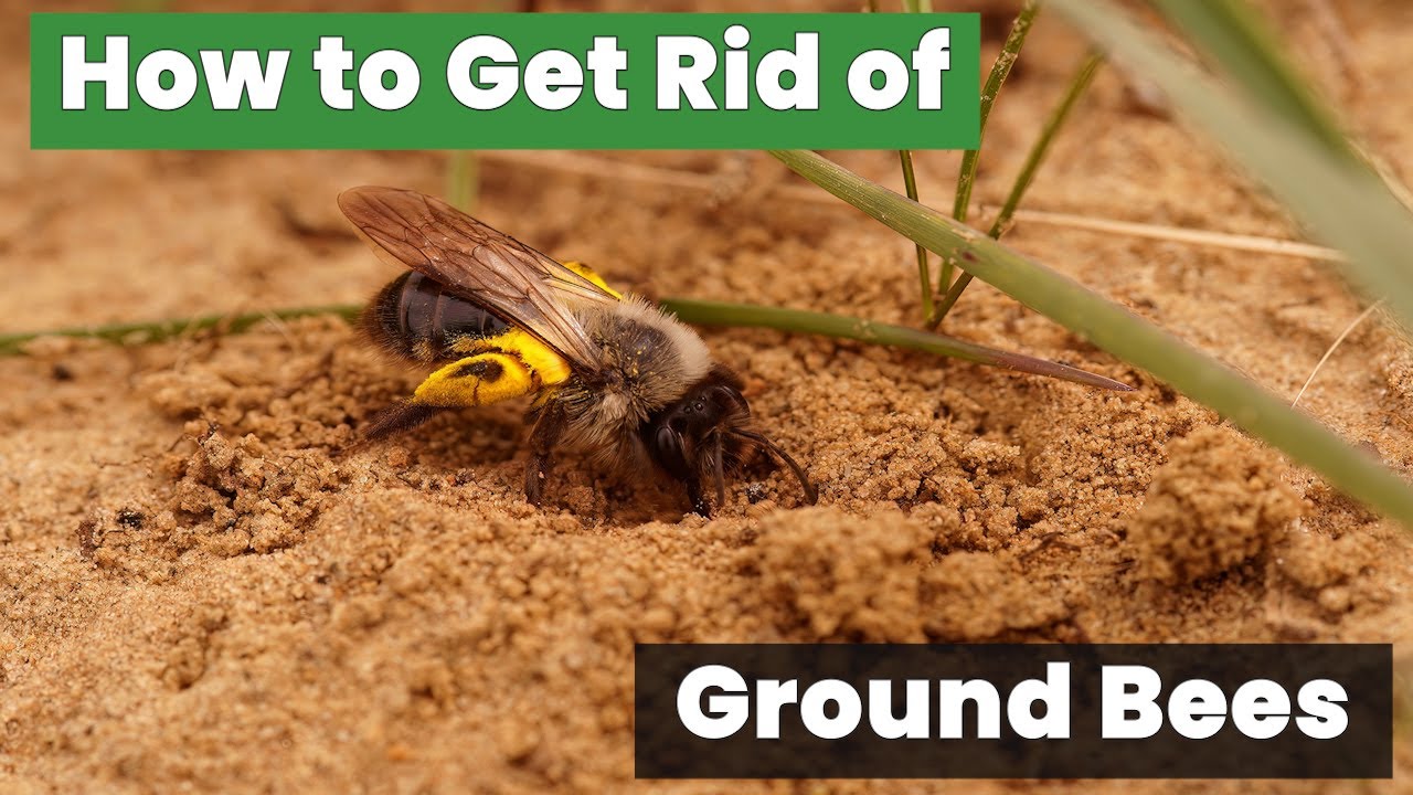 Breathtaking How To Get Rid Of Beehive In The Ground Landscape in HD Breathtaking How To Get Rid Of Beehive In The Ground Landscape in HD
