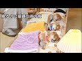 眠るのに役立つかわいい犬の動画(寝る前に見るのに適した、眠るのに役立つかわいい犬の動画集)睡眠補助ライブストリーム
