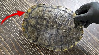 Polishing a big turtle shell by hand (10 hours)