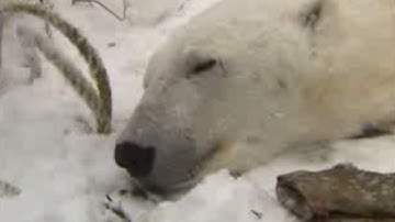 Animal Rescue | Polar Bears | BBC Studios