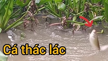 Đi câu cá rô đồng tại con kênh lục Bình con nước đục: cuộc sống cô đơn#fishing